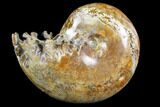 Polished, Agatized Ammonite (Phylloceras?) - Madagascar #149184-1